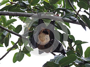 Fruit bat / flying fox hanging upside down in tree in Maldives, Asia