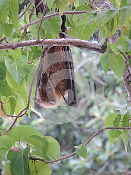 Fruit bat / flying fox hanging upside down in tree in Maldives, Asia