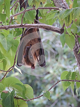 Fruit bat / flying fox hanging upside down in tree in Maldives, Asia