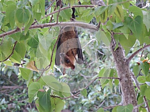 Fruit bat / flying fox hanging upside down in tree in Maldives, Asia