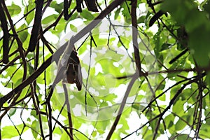 Fruit bat hanging from a tree in the african savannah.