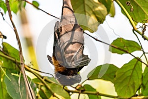Fruit bat hanging in the tree and sleeping during the daytime
