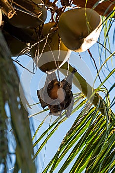 Fruit bat hanging upside down on a palm tree in Maratua Island, Kalimantan, Borneo, Indonesia photo