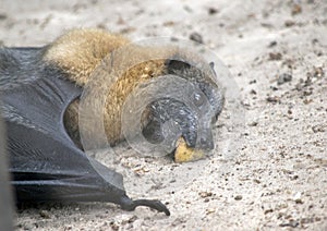 the fruit bat is laying on the ground eating