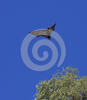 Fruit bat or flying fox photo