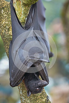 Fruit Bat Pteropus vampyrus or Large Flying Fox