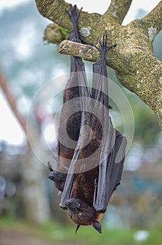 Fruit Bat Pteropus vampyrus or Large Flying Fox