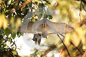 Straw coloured fruit bat, eidolon helvum photo