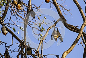 Fruit bat roosting in tree