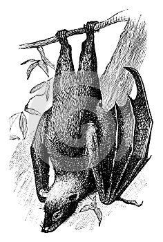 Fruit Bat, vintage illustration photo