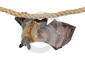 Fruit bat on white background