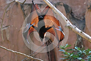 Fruit bat wings