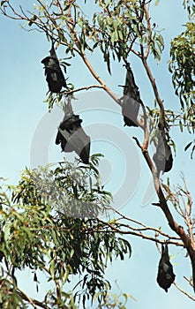 Fruit Bats 01