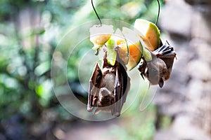 Fruit bats eating on fruit at the zoo