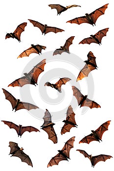 Fruit bats (flying foxes) composite