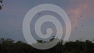 fruit bats flying before sunrise at katherine gorge