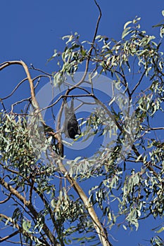 Fruit Bats Hanging in a Tree