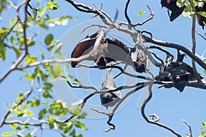 Fruit bats hanging from a tree
