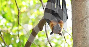 Fruit bats hanging upside down on a branch (Lyle\'s flying fox or Pteropus lylei).