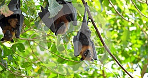 Fruit bats hanging upside down on a branch (Lyle\'s flying fox or Pteropus lylei)