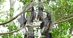Fruit bats hanging upside down on a branch, slow motion.