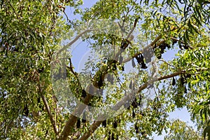 fruit bats, litchfield national park, northern territories, australia