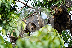 straw coloured fruit bat, eidolon helvum photo