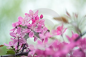 Fruit bearing tree with pink flowers in spring