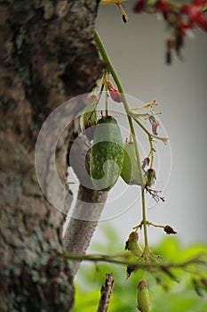 Fruit of Belimbing wuluh (Averrhoa bilimbi)