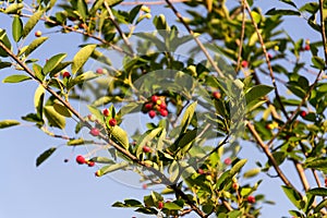 Fruit berries of shadbush shrub Amelanchier also known as serviceberry