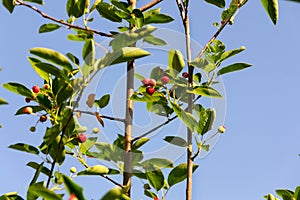 Fruit berries of shadbush shrub Amelanchier also known as serviceberry