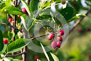 Fruit berries of shadbush shrub Amelanchier also known as serviceberry photo