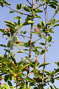 Fruit berries of shadbush shrub Amelanchier also known as serviceberry photo