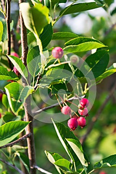 Fruit berries of shadbush shrub Amelanchier also known as serviceberry photo