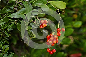 Fruit of the black bryony on Mljet island, Croatia