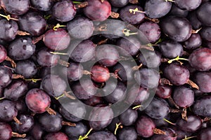 Fruit black gooseberry texture or background. photo
