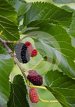 The fruit of black mulberry - mulberry tree.Black and red mulberries on the branch