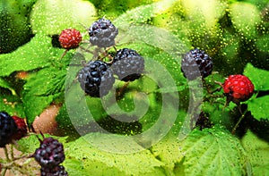 Fruit, blackberry, berry, food, berries, ripe, blackberries, black, healthy, nature, raspberry, red, fresh, , leaf, sweet,