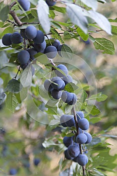 Fruit of the blackthorn photo