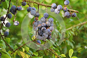 Sloes fruit of the Blackthorn.