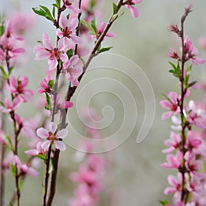 Fruit blossom bunch of peach on natural background in spring