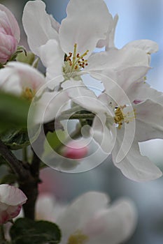 Fruit blossoms in spring