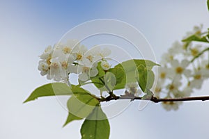 Fruit blossoms in spring