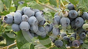 Fruit on blueberry bushes at a farm near bellingham in the us pacific northwest