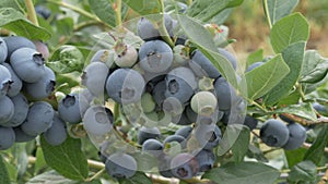 fruit on blueberry bushes at a farm near bellingham in the us pacific northwest