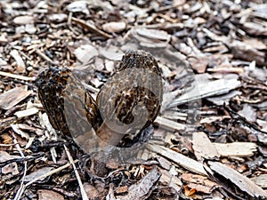 Fruit bodies of morchella, the true morels, edible mushrooms with honeycomb appearance growing in mulched wood