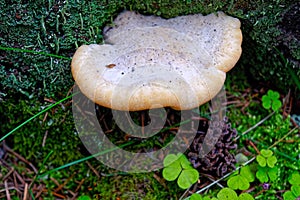 Fruit bodies of Piptoporus quercinus on the trunk of a tree in the forest photo