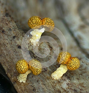 Fruit bodies of a slime mold Physarum polycephalum