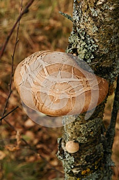 The fruit body basidiocarp of Fomitopsis betulina birch polypore, bracket or  or razor strop on a birch trunk, top view