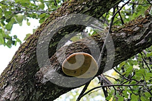 Fruit body of Phellinus igniarius fungus, parasitic on trunk of apple tree